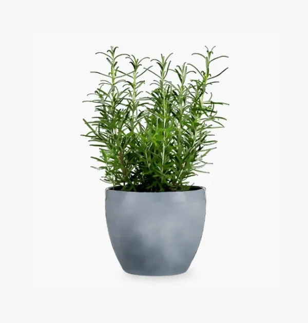 product-image-5_optimized Augue Neque